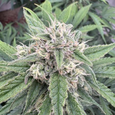 Taste the rainbow 👻