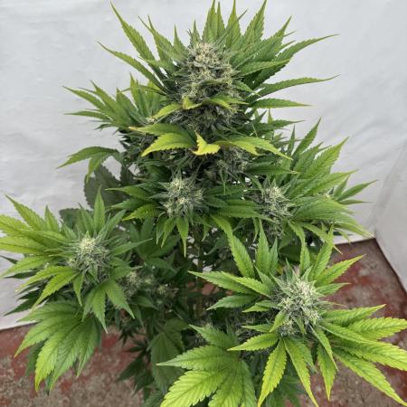 Bottle Bottoms ♻️