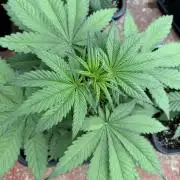 Five Dollar Shake 🍒