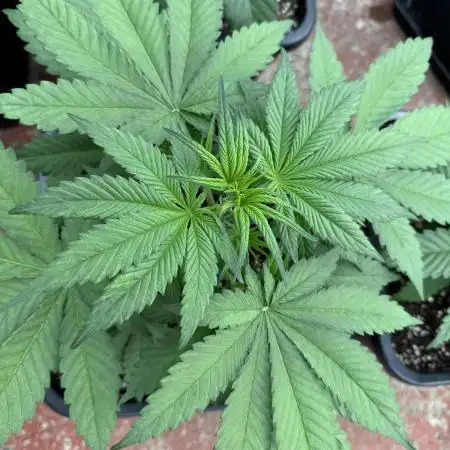 Five Dollar Shake 🍒