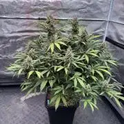 Getting ☃️ with the boys