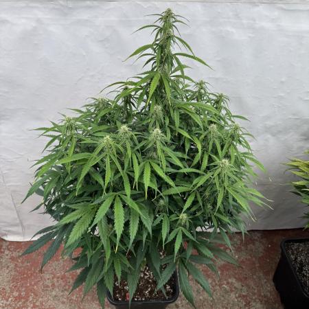 Orange Zest 🍊🍸