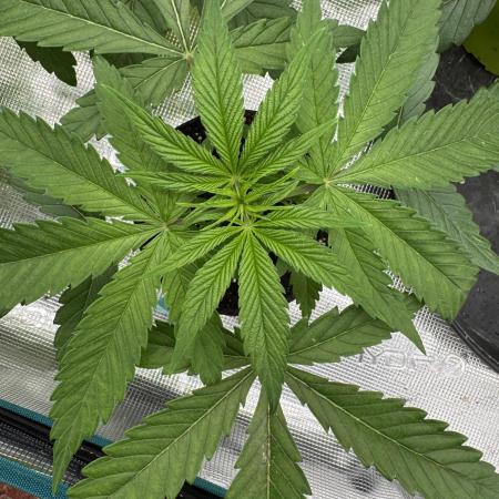 Old School 😶‍🌫️