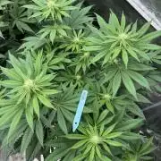 Tropical duo 🏝️