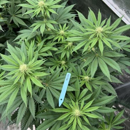 Tropical duo 🏝️