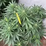 Taste the rainbow 👻