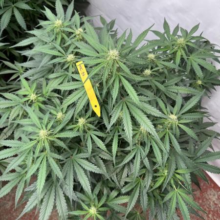 Taste the rainbow 👻