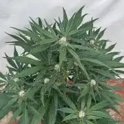 Cherish the Cherry Cola