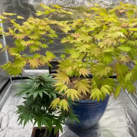 Budzaï ⛩️