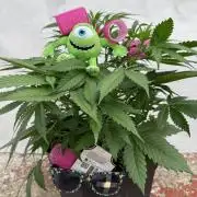 Five Dollar Shake 🍒