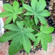 La Bomba x Cherry Crush