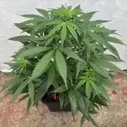 Orange Zest 🍊🍸