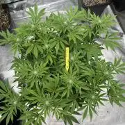 Golden sands 🏜️