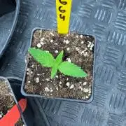 GG4 x Red Pop 🇺🇸