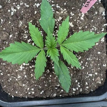 Berry ZenzZzation