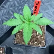🍓🍪 x 🍋🍒