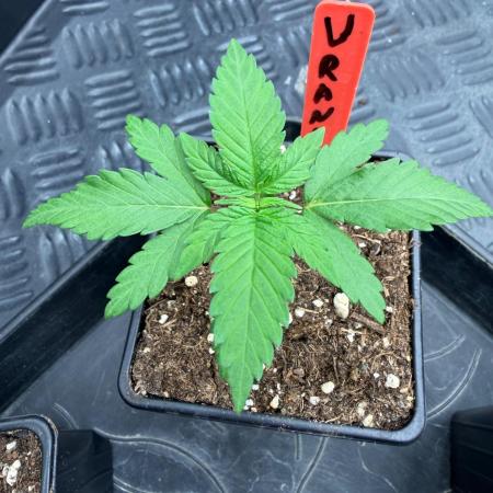 🍓🍪 x 🍋🍒