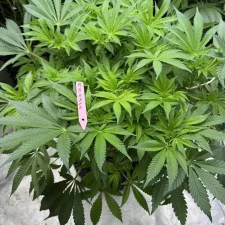 Strain of the Year 23