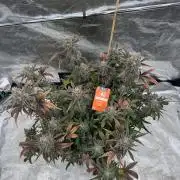 🥈 Strongest auto 25