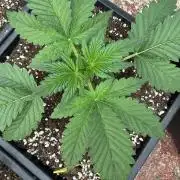 Cherish the Cherry Cola