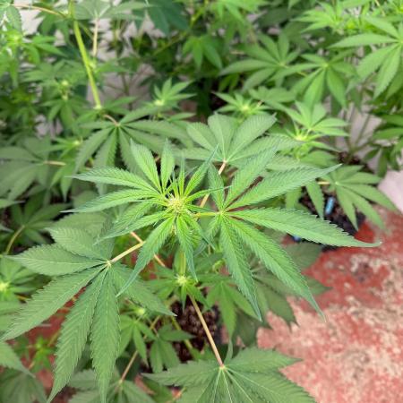GG4 x Red Pop 🇺🇸