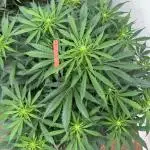 In a Galaxy far…🛸