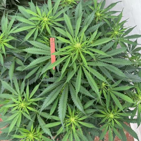 In a Galaxy far…🛸