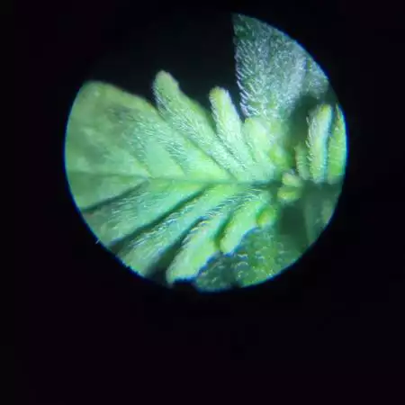 Blue mystic