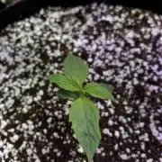 [BASIL] CRITICAL KUSH Auto by BF