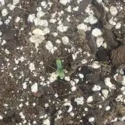 Pluto’s Bride Auto by Mendel's & Gnome 