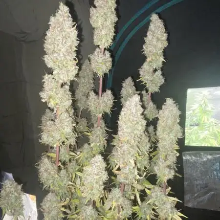 Fractal Auto