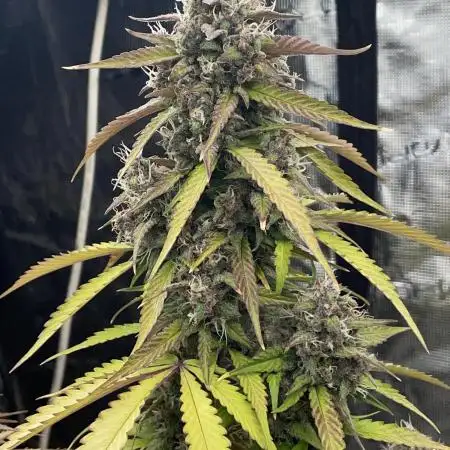 Dark Lemonade Auto