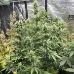 Mimosa bruce banner XL Auto