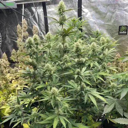 Mimosa bruce banner XL Auto