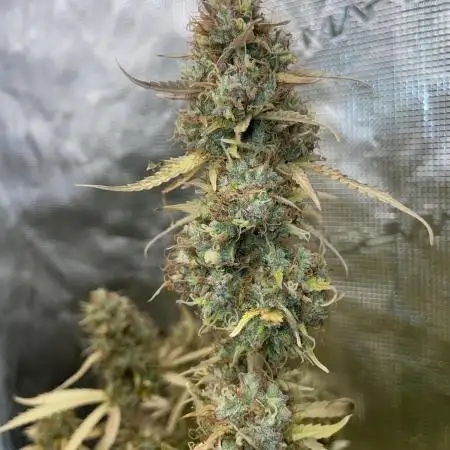 Black Opium Auto