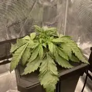 DWC Papaya Zoap Auto
