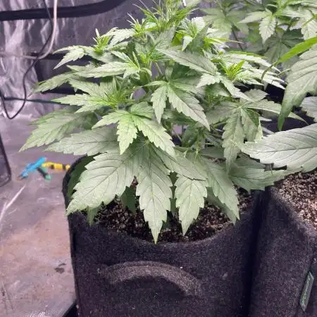 Fat Bastard Auto