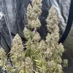 Fractal Auto