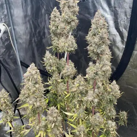 Fractal Auto