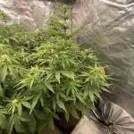 Dognabis #811A Jealousy Diesel Auto