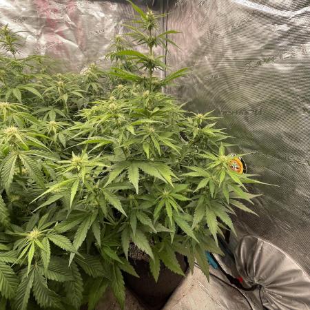 Dognabis #811A Jealousy Diesel Auto