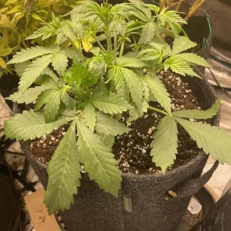Dark Lemonade Auto