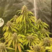 Dognabis #811A Jealousy Diesel Auto