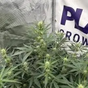 Guava Runtz Auto