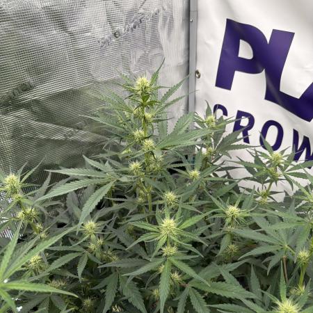 Guava Runtz Auto
