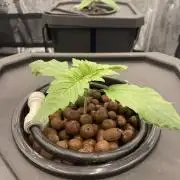 DWC Papaya Zoap Auto