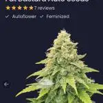 Fat Bastard Auto