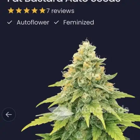 Fat Bastard Auto