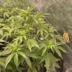 Dognabis #811A Jealousy Diesel Auto