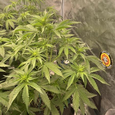 Dognabis #811A Jealousy Diesel Auto